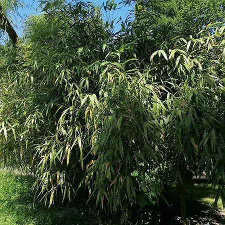 Holiday home Bamboo & *